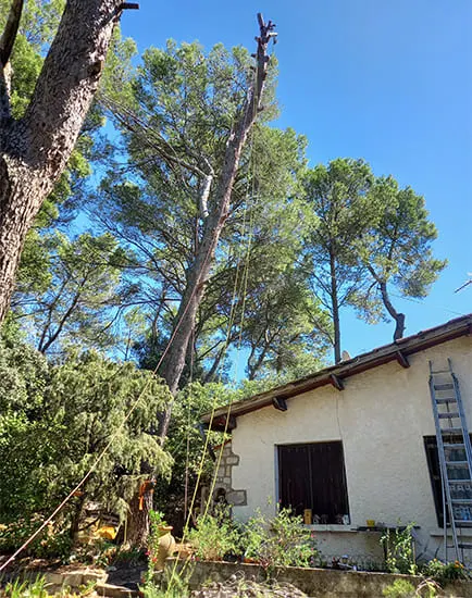 Arbre dangereux proche d'une habitation à Quend