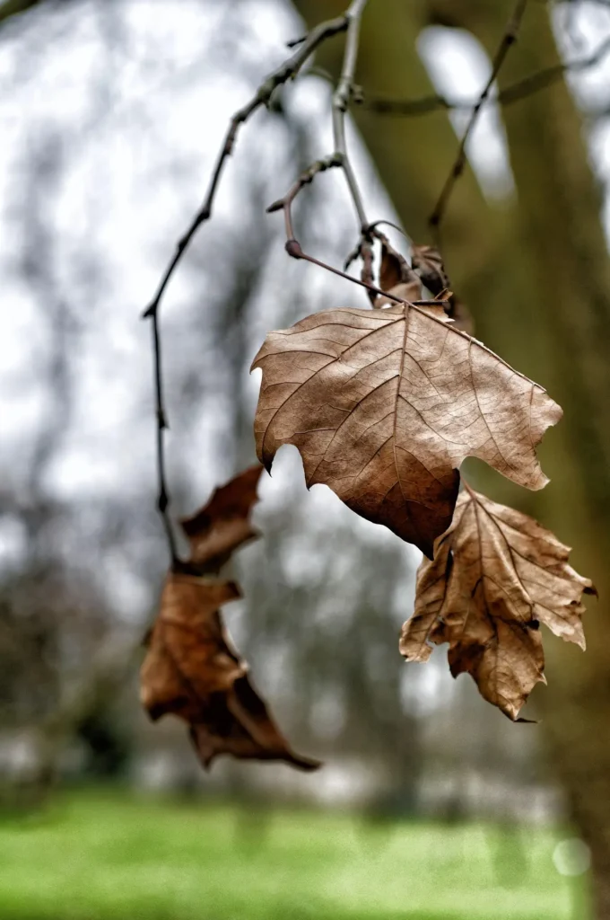 feuilles mortes sur un arbre
