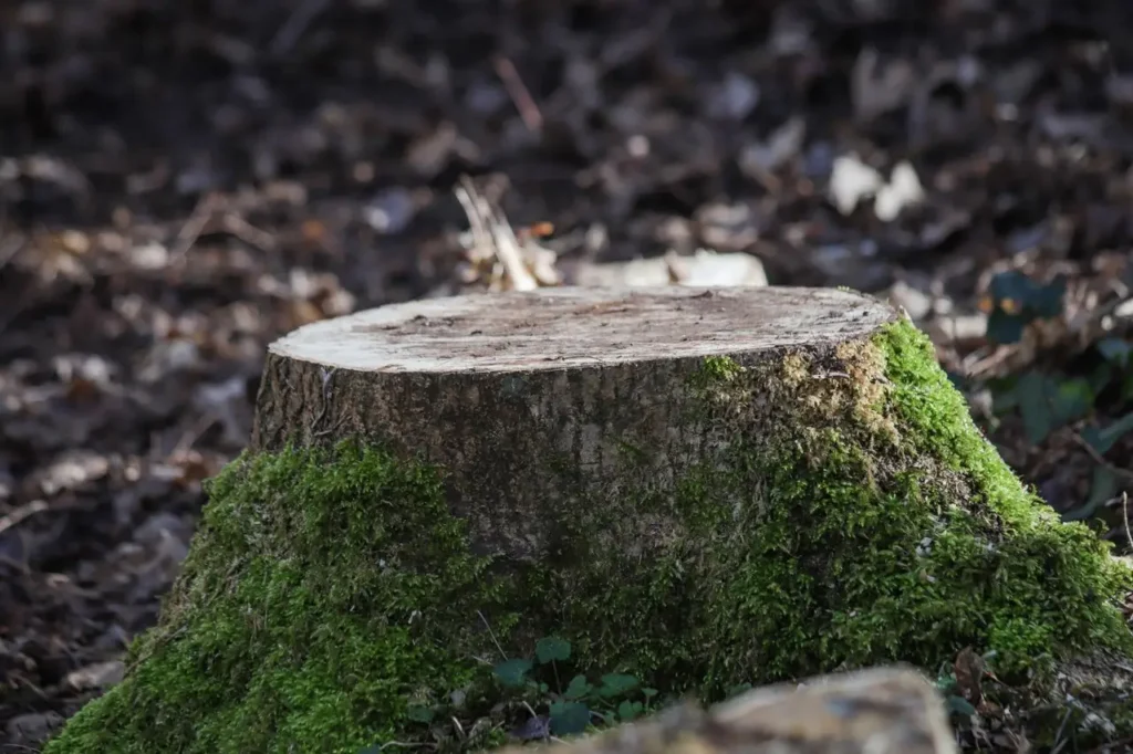Souche d'arbre à Abbeville