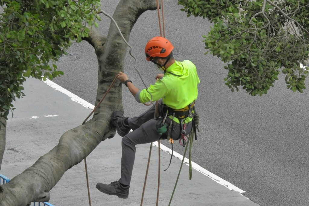 Travaux d’élagage d’un arbre à Abbeville