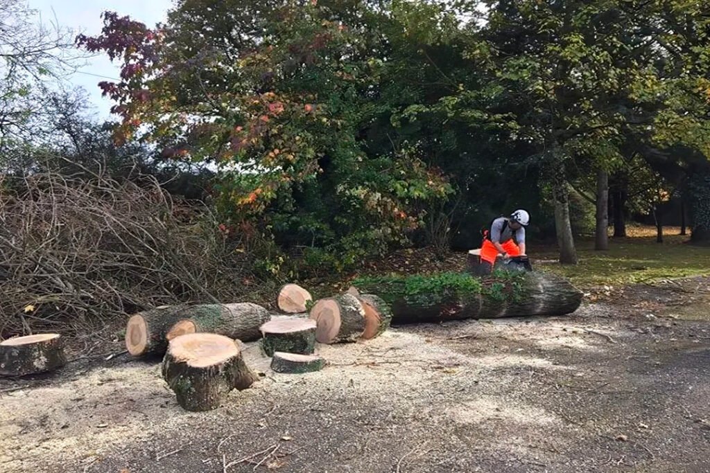 Abattage sécurisé d’un arbre à Abbeville